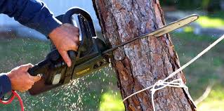 Why Choose Our Tree Removal Services in Holt, MI?